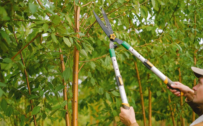 Tree trimming in Broseley, MO